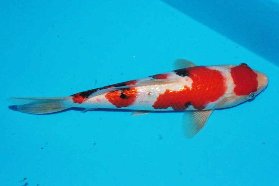 大正三色 - 錦鯉 - 手取フィッシュランド